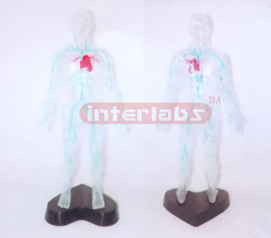 35CM TALL TRANSPARENT AND DISSECTABLE HUMAN BODY WITH MAIN VEINS OF HEAN AND TRUNK